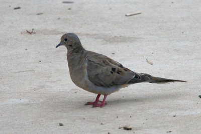 Mourning Dove